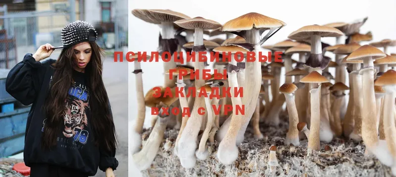 Псилоцибиновые грибы Psilocybe  Большой Камень 